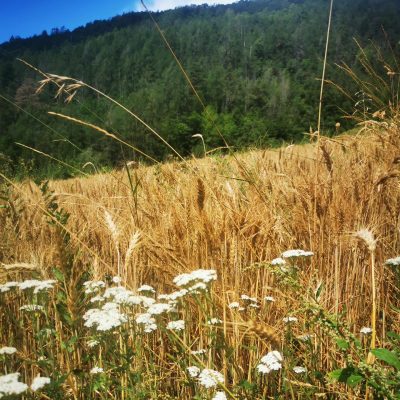 385706680_291472156975563_5502851358881557255_n